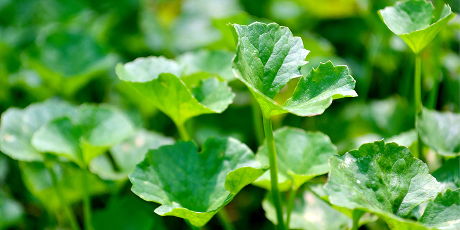 हृदयाचे  आजार 